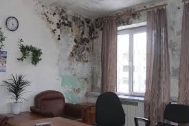 Как избавиться от плесени и грибка в квартире